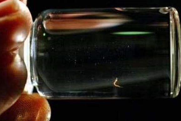 世界上最小的金鱼是什么，体长大约为8.4 毫米