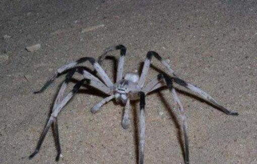 世界上腿最长的蜘蛛，达到恐怖的38厘米