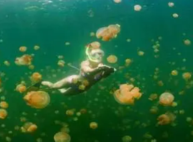 世界上最奇特的湖，帕劳的镇国之宝（无毒水母）