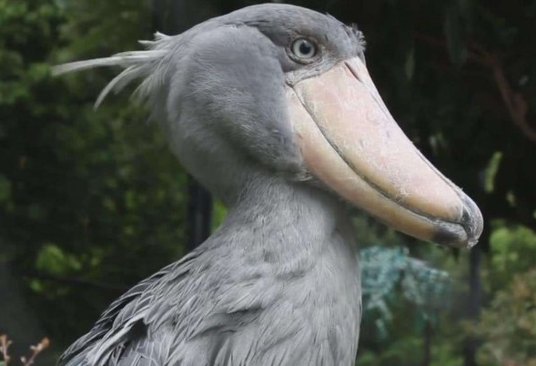 世界上头最大的鸟，目前仅存不到5000只