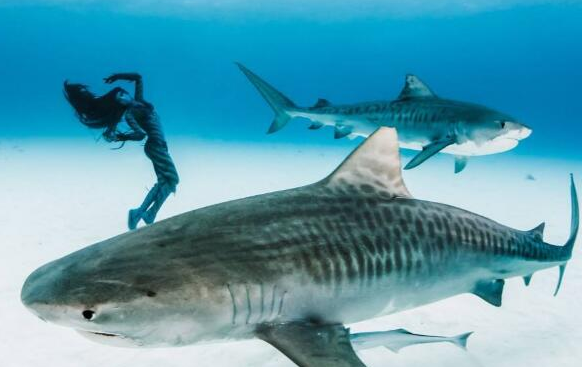 世界上最大的虎鲨，在海上几乎没有天敌