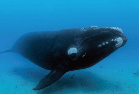 世界上最濒危的海洋哺乳动物，目前只剩下几百头