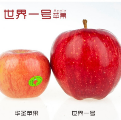 世界上最大的苹果品种，世界一号苹果（产自日本）
