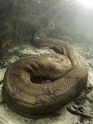 世界上最重的蛇，巨蟒一般（爬行动物）