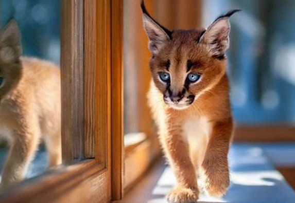 世界上最重的小型猫科动物，被称为草原上的最强狩猎者