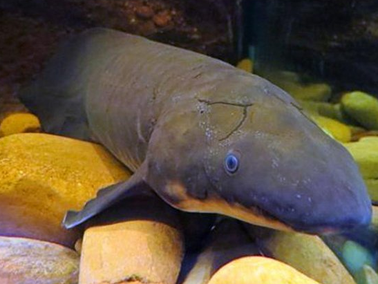 世界上生命力最强的鱼，被埋在地下五年也死不了
