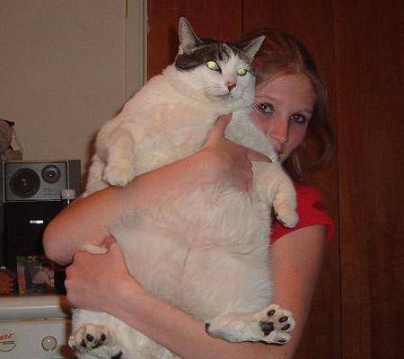 世界上最重的猫，乌克兰巨猫（重七百斤）