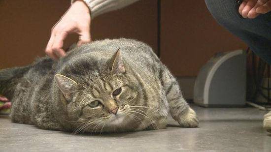 世界上最重的猫，乌克兰巨猫（重七百斤）