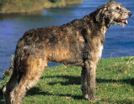 世界上最大的爱尔兰猎狼犬，威猛雄壮（却很温柔）