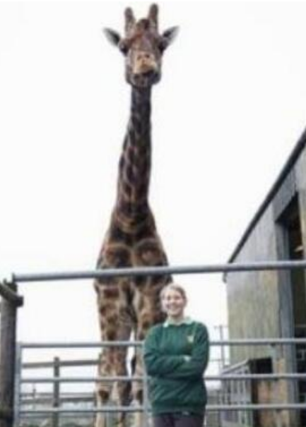 世界最高的长颈鹿，因为太高孤独终老（近六米）