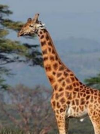 世界最高的长颈鹿，因为太高孤独终老（近六米）