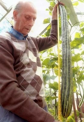 世界上最长的黄瓜，打破世界纪录（超长长度）