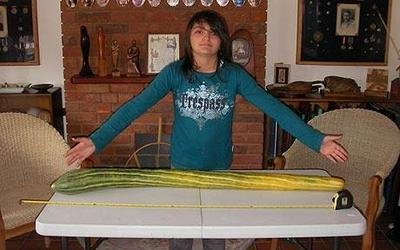 世界上最长的黄瓜，打破世界纪录（超长长度）