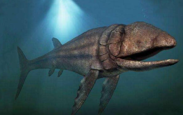 世界上最大的硬骨鱼类，体长达27米，体重达40吨