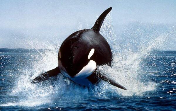世界上最大的海豚科动物，体长达9米攻击性很强
