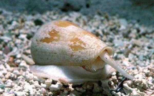 世界上最危险的蜗牛，带有剧毒和很强的破坏力