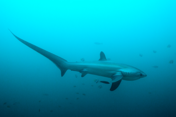 世界上尾巴最长的鲨鱼，还可以用尾巴钓鱼
