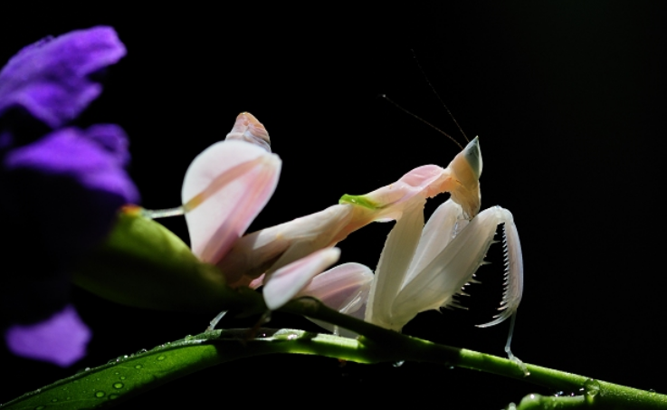 世界上最漂亮的螳螂，会变色的粉色螳螂（兰花造型）