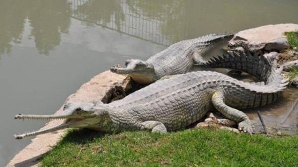 世界体型最大的鳄鱼，最大能达到7-8米以上