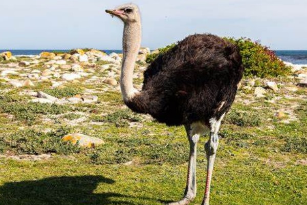 世界上体型最大的鸟类，身高最高可达2.8米