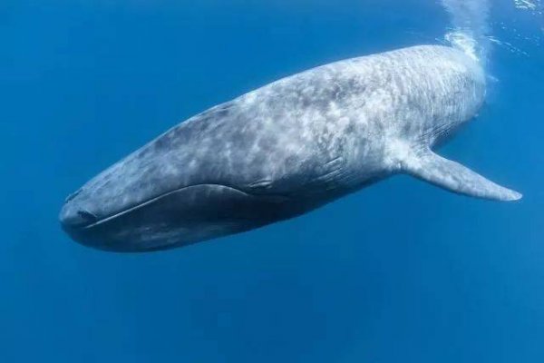 世界上体型第二大的鲸类，脑袋几乎占到整体的四分之一