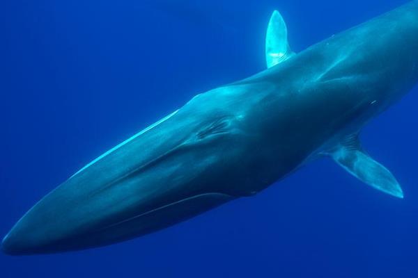 世界上体型第二大的鲸类，脑袋几乎占到整体的四分之一