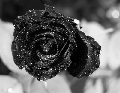 世界上最罕见的花：哈尔费蒂黑色玫瑰（黑花少见）