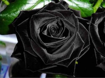 世界上最罕见的花：哈尔费蒂黑色玫瑰（黑花少见）