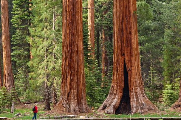 世界上体积最大的树，一般高100米左右