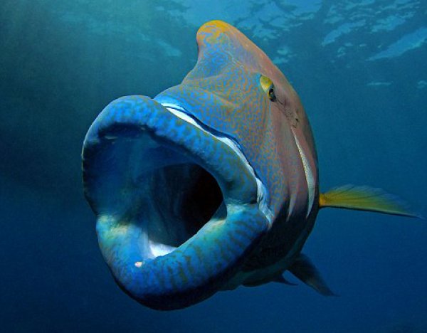 世界上最大的珊瑚鱼，性情温和体长可达2米