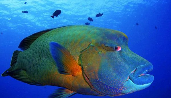 世界上最大的珊瑚鱼，性情温和体长可达2米