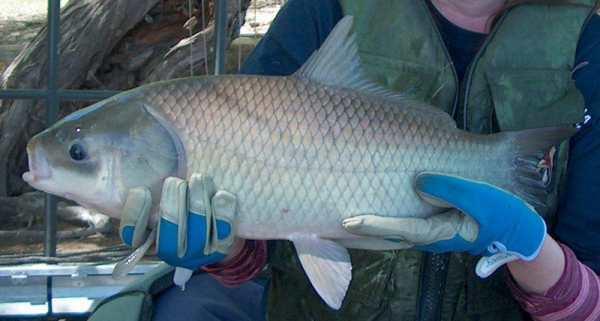 世界最长寿的淡水鱼，最长能活到112岁