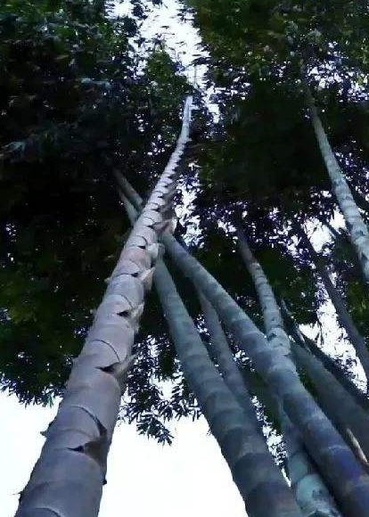 世界上最大的竹子品种，竹笋个头也大（我国独有）