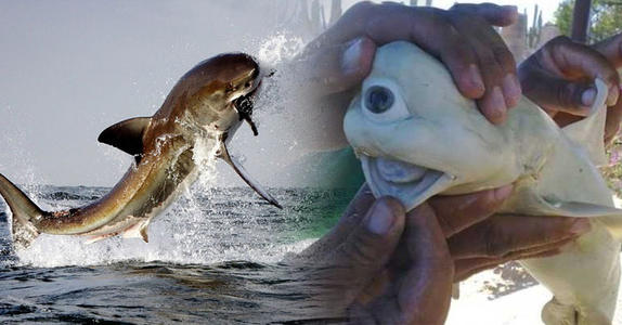 世界上最怪异的鲨鱼，眼睛长在头部的正前方