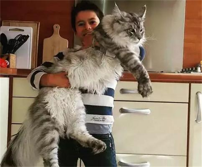 世界上最长的猫毛有多长 毛长25.68厘米(SophieSmith)