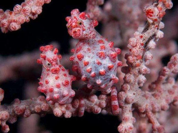 世界上最小的海马，专门藏身于红色的柳珊瑚上