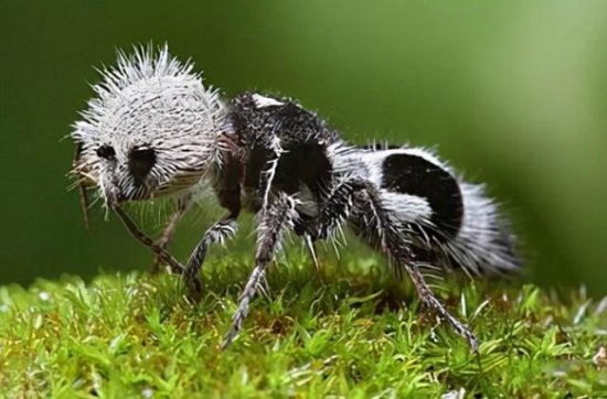 世界上长相奇特的黄蜂，也被称为“熊猫蚂蚁”
