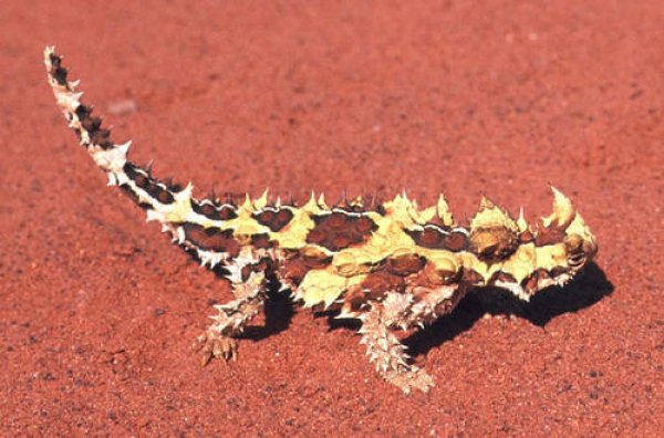 世界上最怪异的蜥蜴，具有枯叶拟态