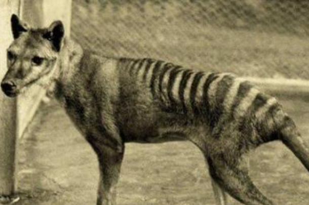 世界上最特别的食肉有袋动物，身上斑纹十分类似虎