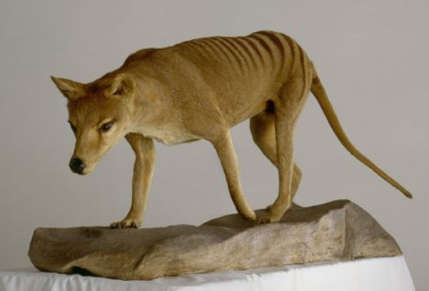 世界上最特别的食肉有袋动物，身上斑纹十分类似虎