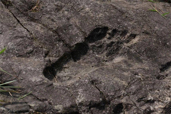 山林中出现了巨型脚印 背后的真相究竟是什么？（无从考究）