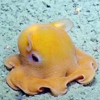 世界上最可爱的章鱼，长得像张饼（爱不释手）