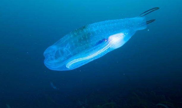 世界上最干净的鱼，几乎全身都是透明状态