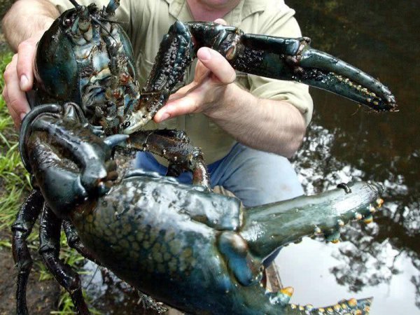 世界最大的淡水龙虾，最大可长到6公斤