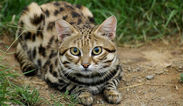 世界上体型最小的猫科动物之一，长相可爱杀伤力十足