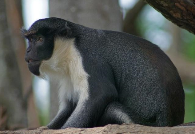 世界上尾巴最长的猴子，最长可达75厘米