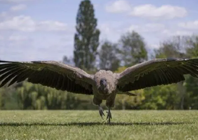 世界上最大的鹰，现代大型猛禽的祖先（新近纪晚期）