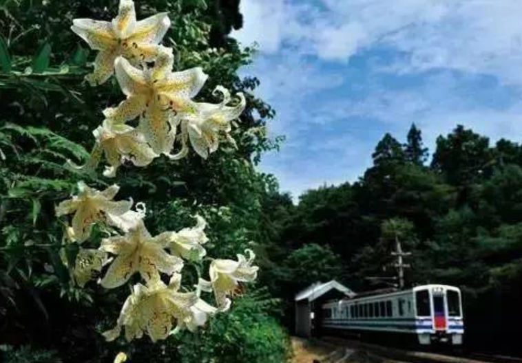 世界上最慢的火车，欣赏沿途美丽风光（慢生活）