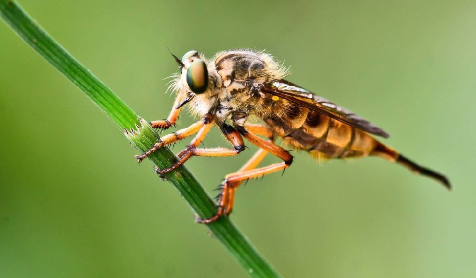 世界上最大的苍蝇，浑身带病毒机具危害