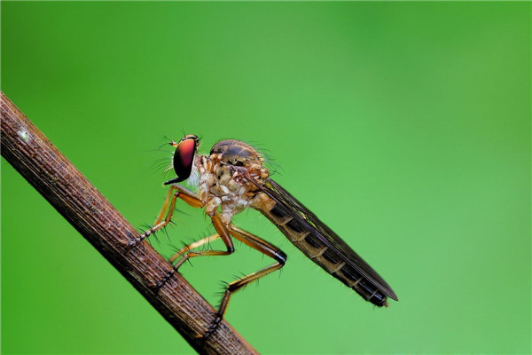 世界上最大的苍蝇，浑身带病毒机具危害
